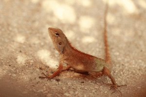 The lifespan of a lizard without food