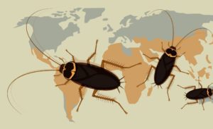 Where do cockroaches live mostly