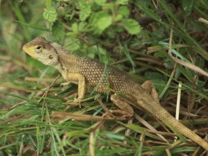What is the lifespan of a garden lizard
