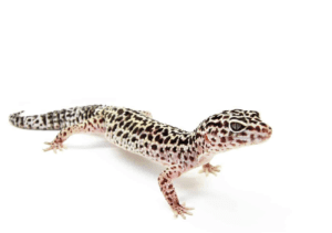 What is the lifespan of a gecko lizard