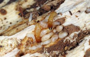 How can termites be controlled