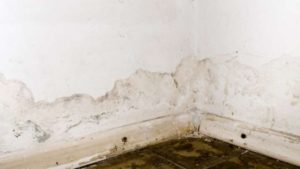 What is best for damp walls