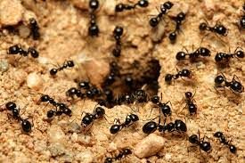 Where do ants build their homes