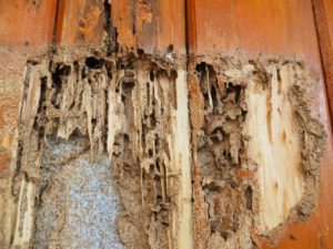 Why is termite control important